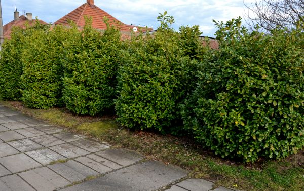 Privacy Shrub Installation in Richardson