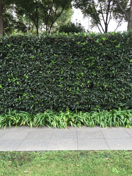 Privacy Shrub Planting in Richardson