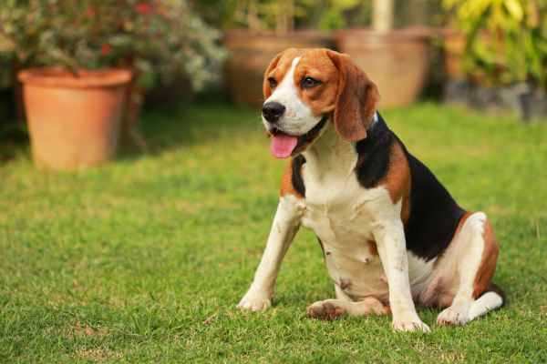 Dog Friendly Landscaping in Richardson