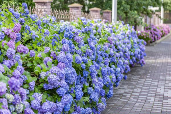 Hydrangea Landscaping in Richardson