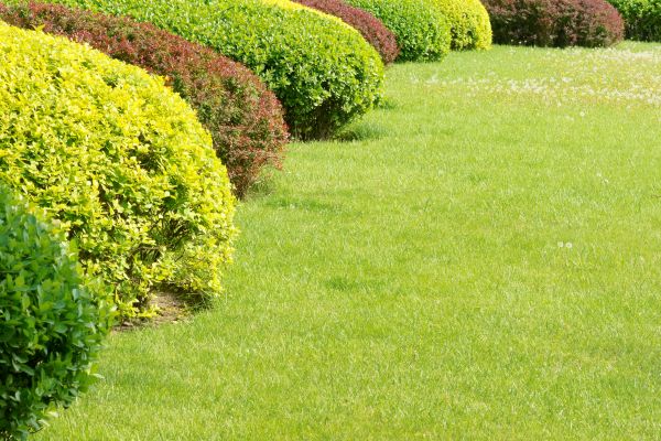 Shrubbery Planting in Richardson