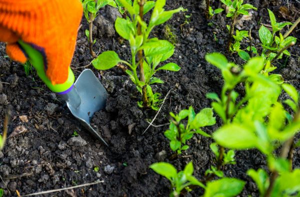 Hydrangea Planting in Richardson