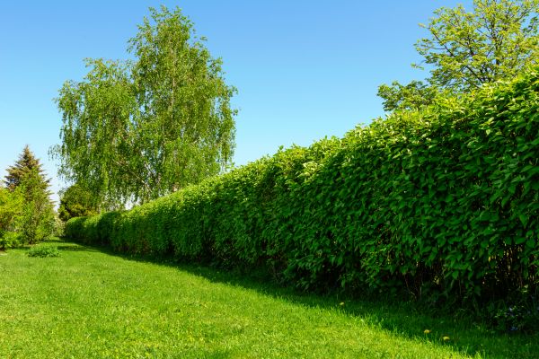 Hedge Replacement in Richardson