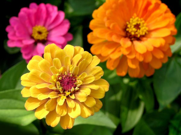 Zinnia Planting in Richardson
