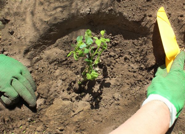 Rose Bush Planting in Richardson