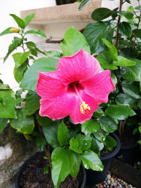 Hibiscus Planting in Richardson
