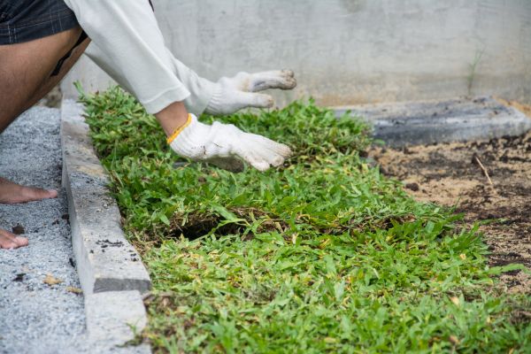 Ground Cover Planting in Richardson