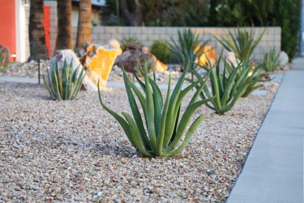 Drought Resistant Landscaping in Richardson