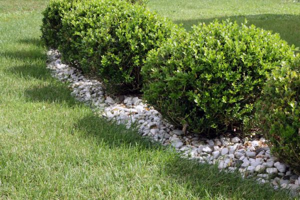 Boxwood Planting in Richardson
