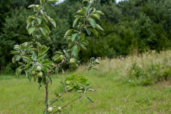 Apple Tree Planting in Richardson