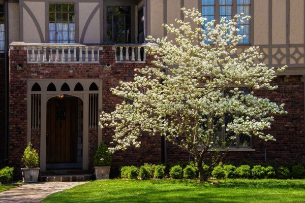 Dogwood Tree Planting in Richardson